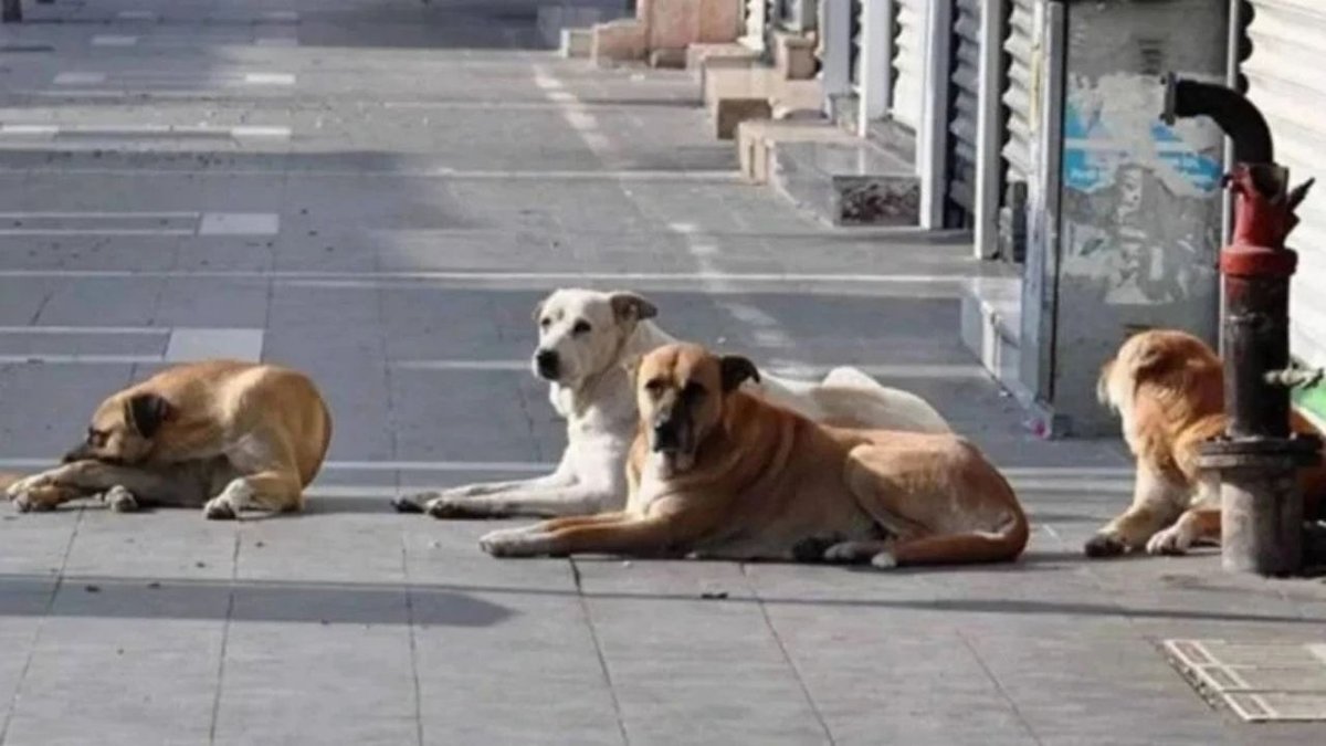 Bakan Çiftçi’den Valilere Sokak Köpekleri Talimatı: Toplamalar Hızlanacak