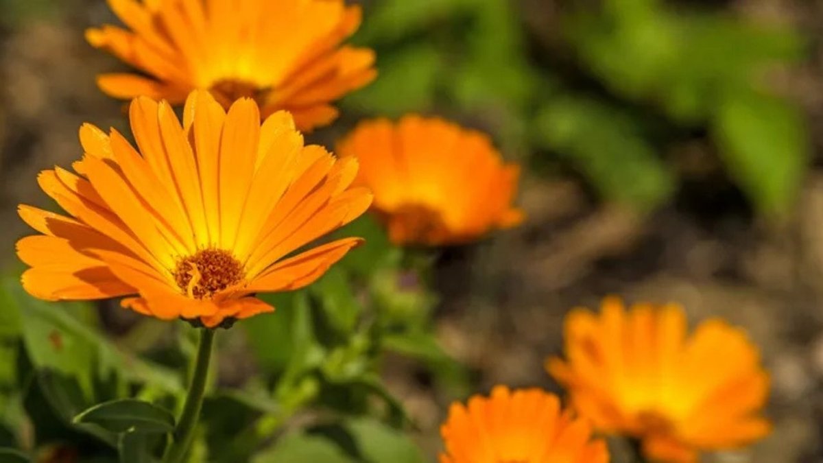Aynısefa Bitkisinin Yararları ve Kullanım Alanları İlgi Uyandırıyor