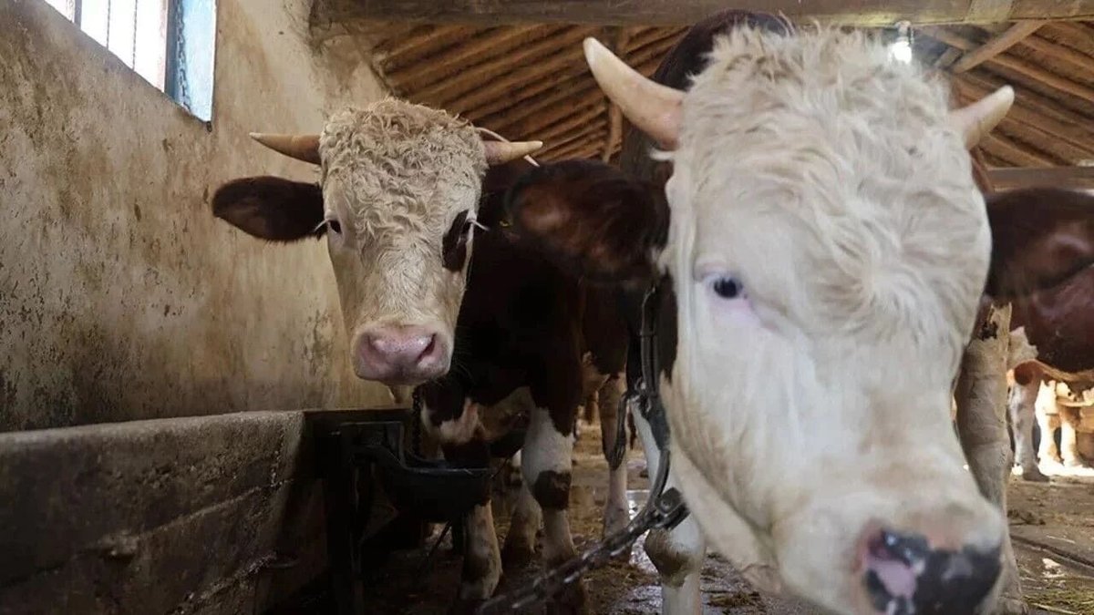 Kurbanlık Alacaklar Dikkat: Sağlıklı Hayvan Seçimi İçin Kritik Uyarılar Yapıldı!